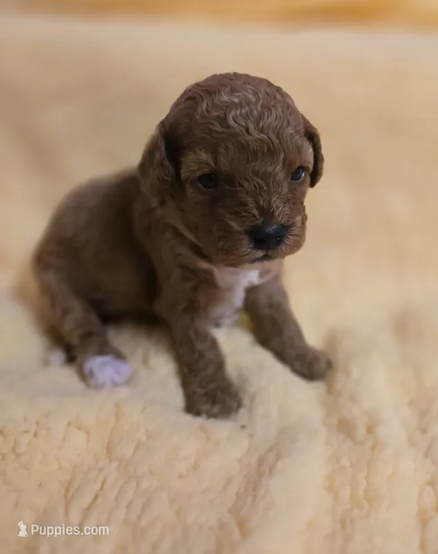 Hibiscus  – Cavapoo puppy for sale in Scottsville, VA