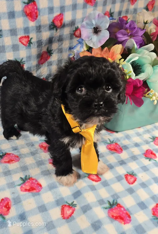 Shade – Maltipoo, Havapoo puppy for sale in Scottsville, VA