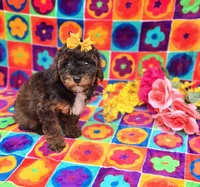 Charm, a female Cavapoo for sale in Scottsville, VA – Photo 1 of 5