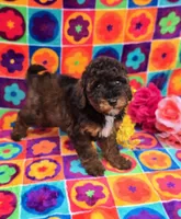 Charm, a female Cavapoo for sale in Scottsville, VA – Photo 5 of 5