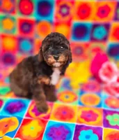 Charm, a female Cavapoo for sale in Scottsville, VA – Photo 4 of 5