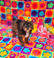 Charm, a female Cavapoo for sale in Scottsville, VA – Photo 2 of 5