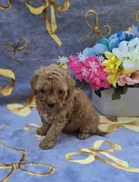 Tropical , a female Cavapoo for sale in Scottsville, VA – 6 of 6