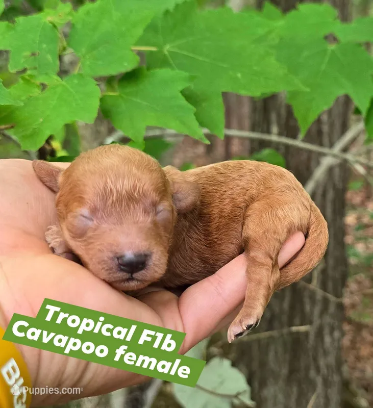 Tropical  – Cavapoo puppy for sale in Scottsville, VA