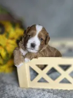 Shaggy , a male Cavapoo for sale in Scottsville, VA – 1 of 7