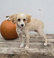 Phoenix , a male Maltipoo for sale in Scottsville, VA – 6 of 6