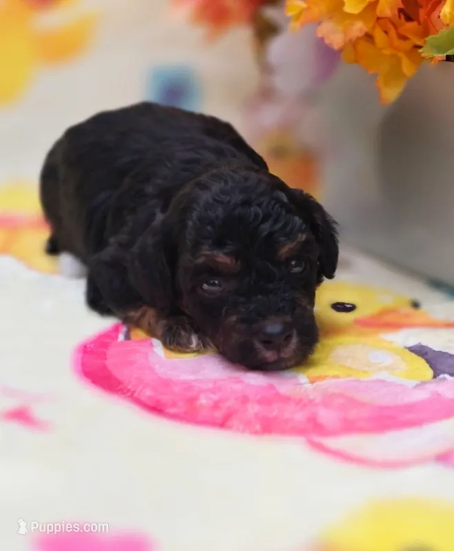 Henry – Yorkipoo puppy for sale in Scottsville, VA