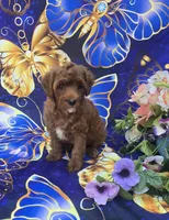 Bali, a female Cavapoo for sale in Scottsville, VA – 5 of 5