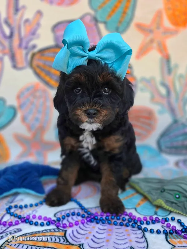 Stormi – Cavapoo puppy for sale in Scottsville, VA
