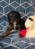 Stormi, a female Cavapoo for sale in Scottsville, VA – Photo 4 of 4