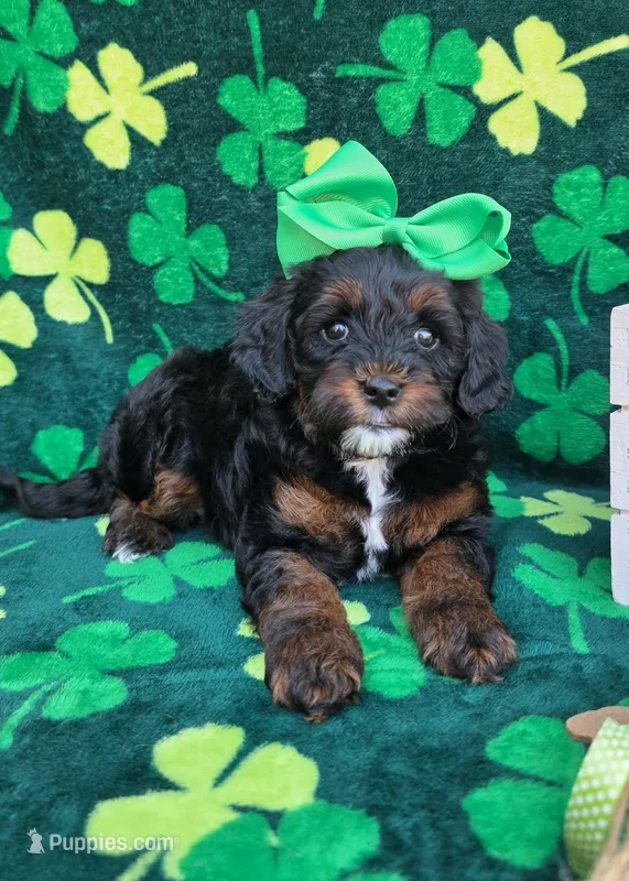 Stormi – Cavapoo puppy for sale in Scottsville, VA