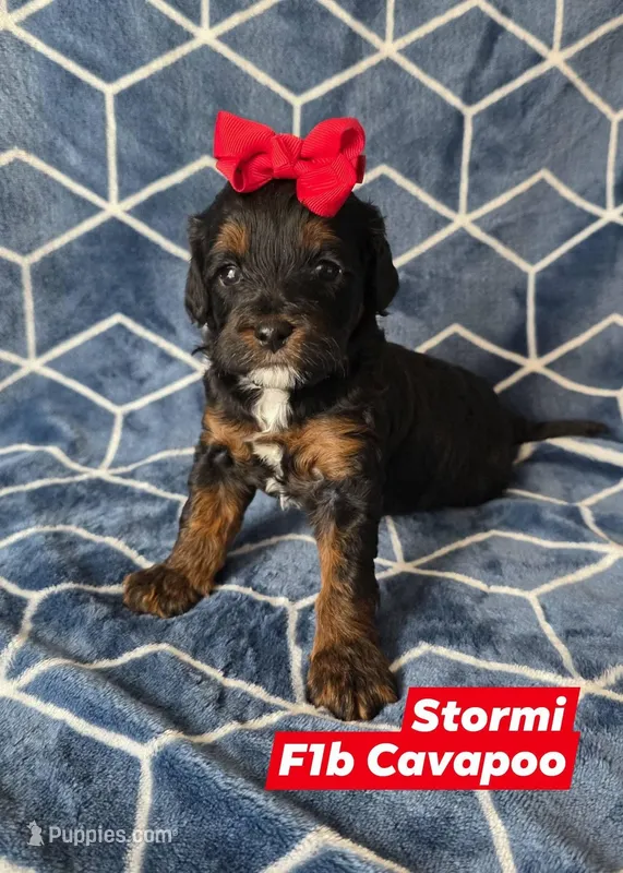 Stormi, a female Cavapoo for sale in Scottsville, VA – Photo 1 of 4
