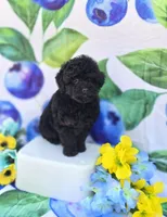 Paddy, a male Maltipoo for sale in Scottsville, VA – 4 of 6