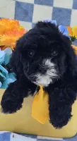 Otter , a male Cavapoo for sale in Scottsville, VA – 3 of 4