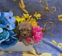 Tropical , a female Cavapoo for sale in Scottsville, VA – 5 of 6