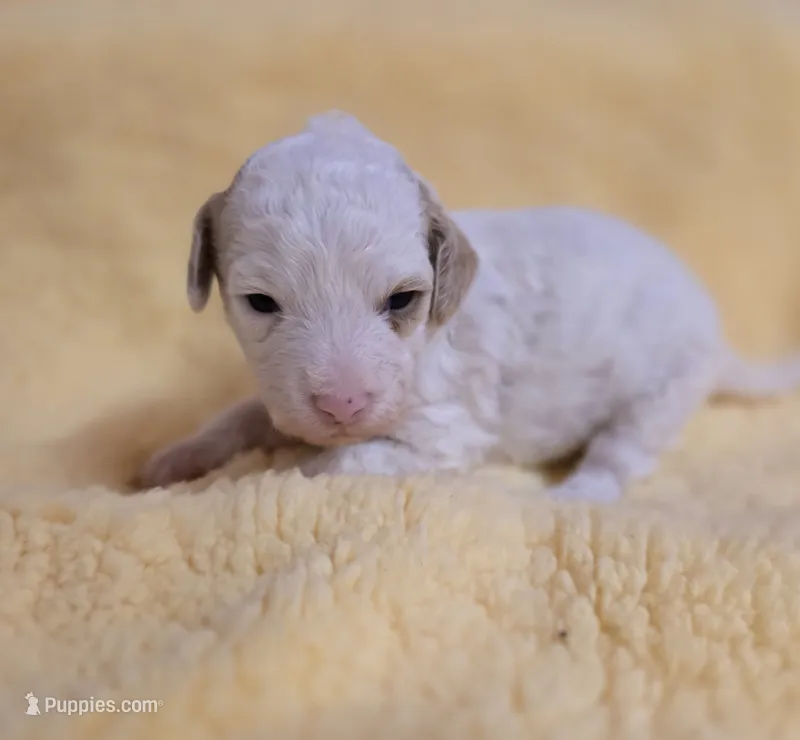 Coral – Cavapoo puppy for sale in Scottsville, VA