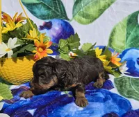 Jewls, a female Maltipoo for sale in Scottsville, VA – 8 of 9