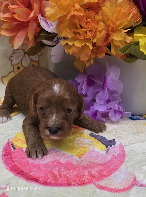 Star – Cavapoo puppy for sale in Scottsville, VA