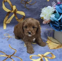Squid, a male Cavapoo for sale in Scottsville, VA – 7 of 7