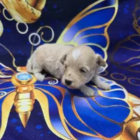 Titan, a male Maltipoo for sale in Scottsville, VA – 2 of 6