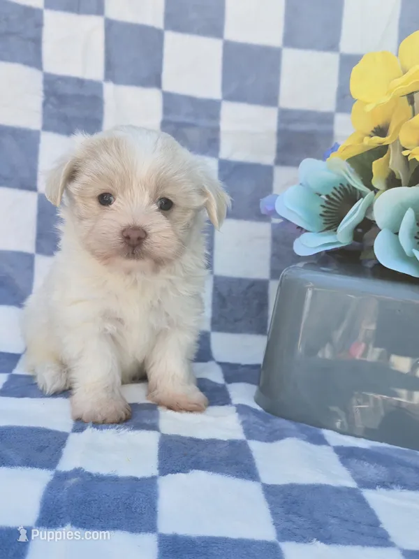 Linen – Maltipoo, Havapoo puppy for sale in Scottsville, VA
