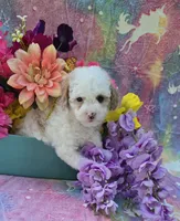 Coral, a female Cavapoo for sale in Scottsville, VA – 4 of 5
