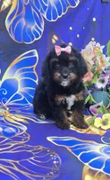 Eclair, a female Cavapoo for sale in Scottsville, VA – 5 of 6