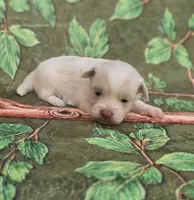 Linen, a male Maltipoo and Havapoo for sale in Scottsville, VA – 4 of 4