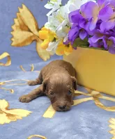 Bali, a male Cavapoo for sale in Scottsville, VA – 3 of 3