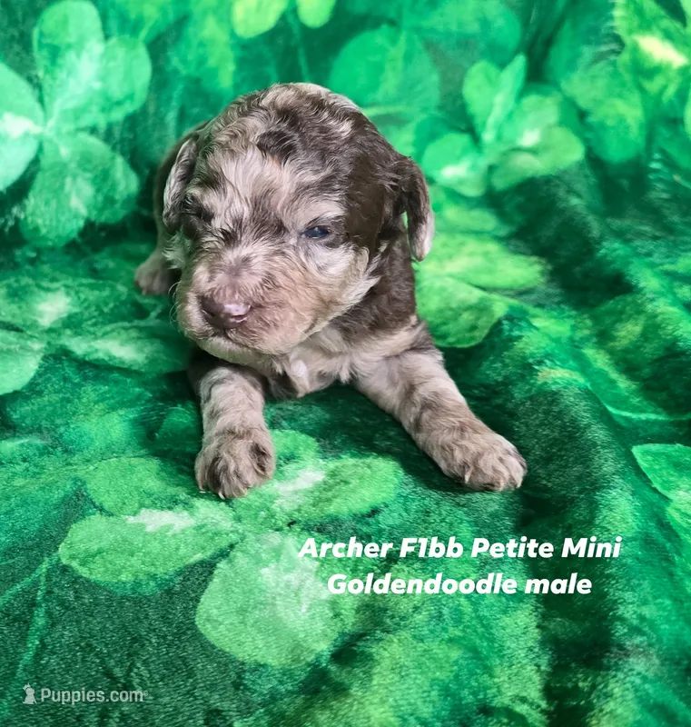 Archer – Miniature Goldendoodle puppy for sale in Scottsville, VA