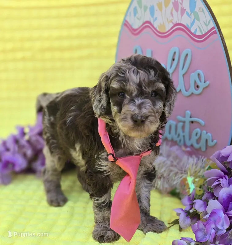 Archer – Miniature Goldendoodle puppy for sale in Scottsville, VA