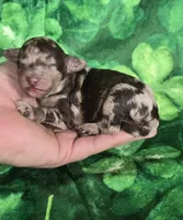 Archer, a male Miniature Goldendoodle for sale in Scottsville, VA – Photo 1 of 4