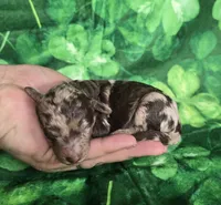 Archer, a male Miniature Goldendoodle for sale in Scottsville, VA – Photo 3 of 4