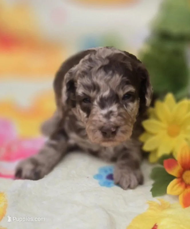 Archer – Miniature Goldendoodle puppy for sale in Scottsville, VA
