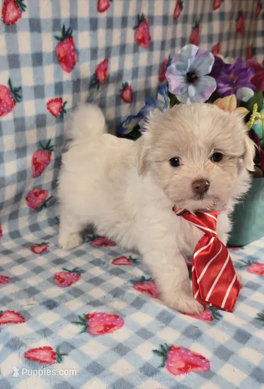 Linen – Maltipoo, Havapoo puppy for sale in Scottsville, VA