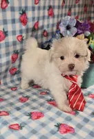 Linen, a male Maltipoo and Havapoo for sale in Scottsville, VA – 1 of 10