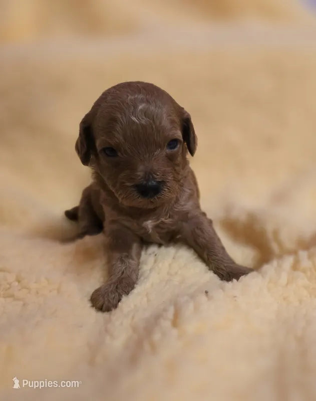 Tropical  – Cavapoo puppy for sale in Scottsville, VA