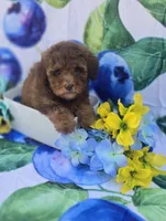 Jack, a male Bichon Frise and Poodle - Toy  for sale in Scottsville, VA – 2 of 5