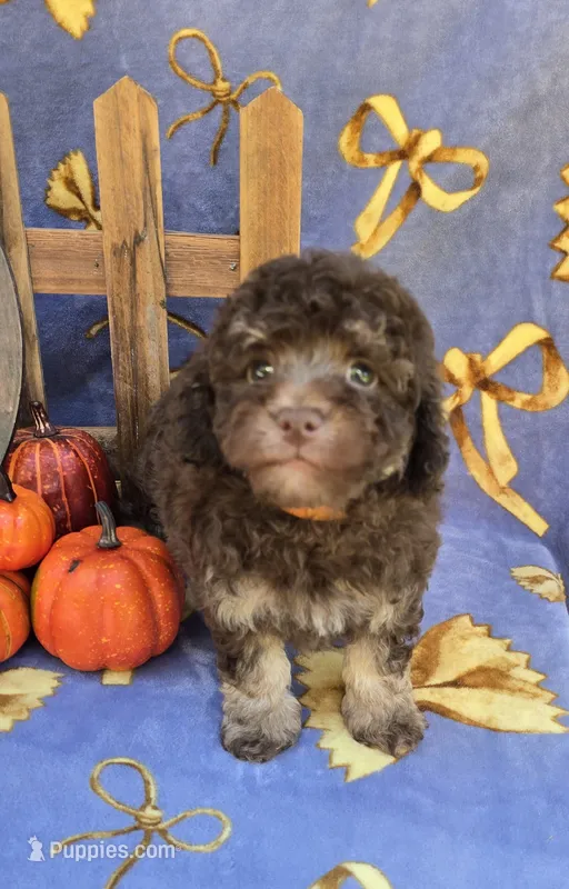 Pluto  – Havapoo puppy for sale in Scottsville, VA