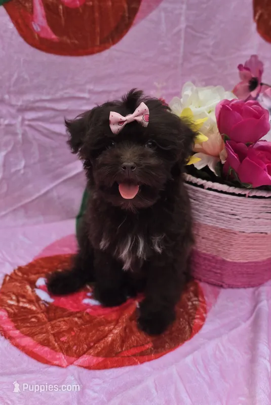 Nuria – Maltipoo puppy for sale in Scottsville, VA