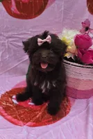 Nuria, a female Maltipoo for sale in Scottsville, VA – 1 of 4