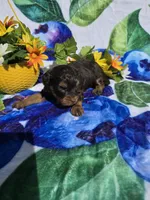 Jewls, a female Maltipoo for sale in Scottsville, VA – 9 of 9