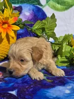 Sloane, a male Maltipoo for sale in Scottsville, VA – 3 of 6