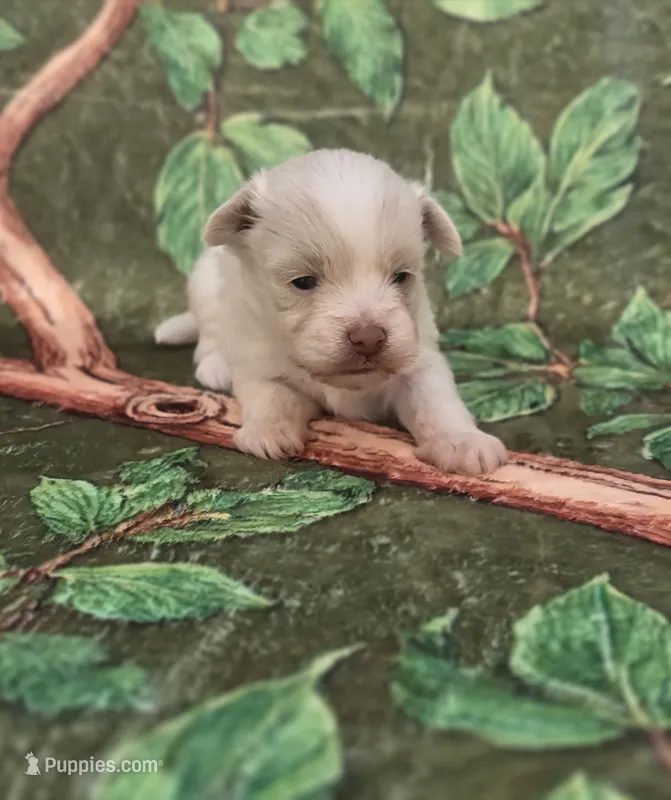 Linen – Maltipoo, Havapoo puppy for sale in Scottsville, VA