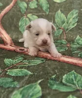Linen, a male Maltipoo and Havapoo for sale in Scottsville, VA – 1 of 4