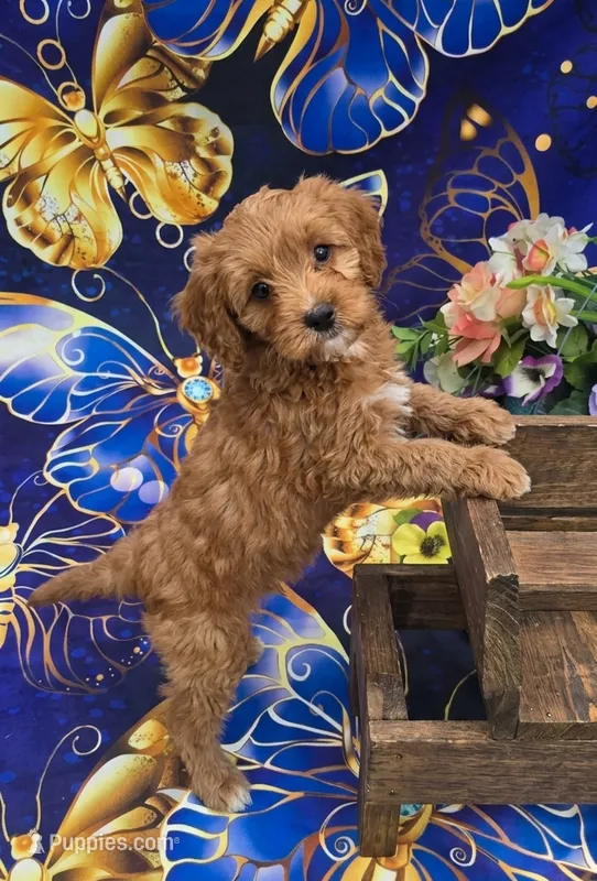Star – Cavapoo puppy for sale in Scottsville, VA