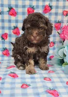 Pluto , a male Havapoo for sale in Scottsville, VA – 2 of 2