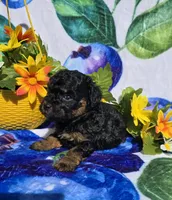 Jade, a female Maltipoo for sale in Scottsville, VA – 5 of 6