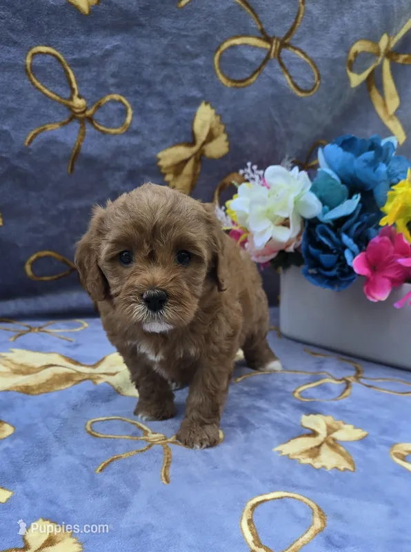 Orca – Cavapoo puppy for sale in Scottsville, VA