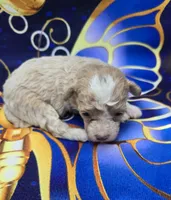 Phoenix , a male Maltipoo for sale in Scottsville, VA – 3 of 6